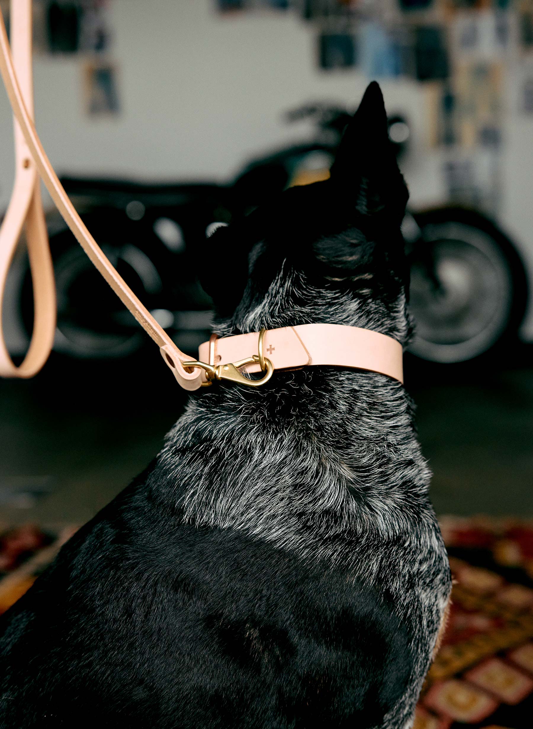 emil erwin x i+w dog leash - Image 10