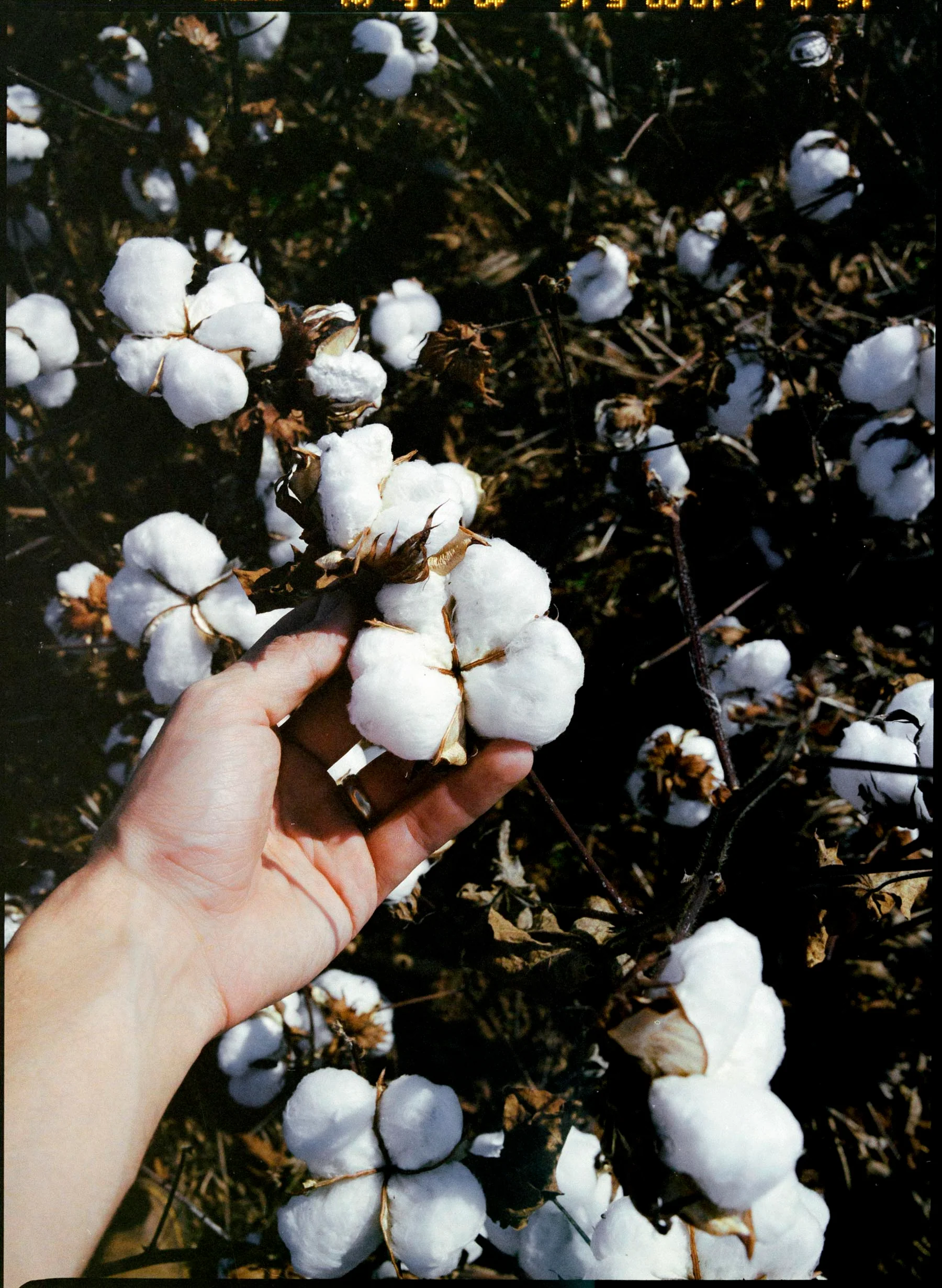 hencye natural indigo - Image 12